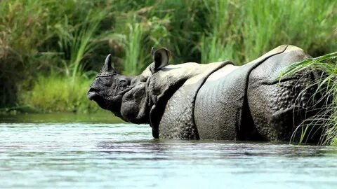 One Horned Rhino Chitwan National Park