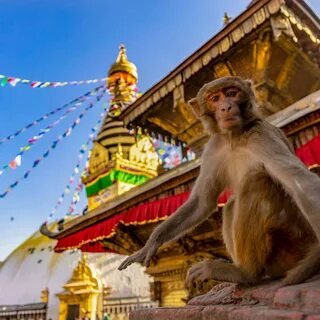 Swayambhunath Monkey Temple