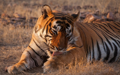 rajasthan Wildlife Tiger Safari