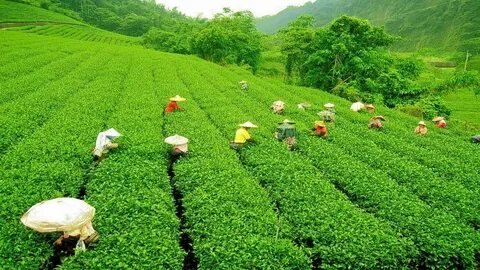 Darjeeling Tea Gardens