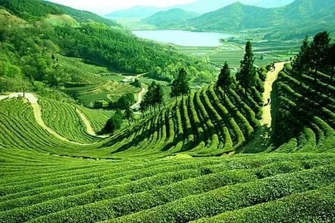 Darjeeling Tea Gardens