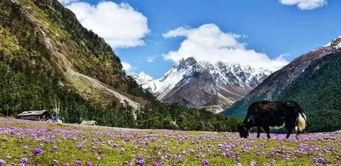 Yumthang Valley Sikkim