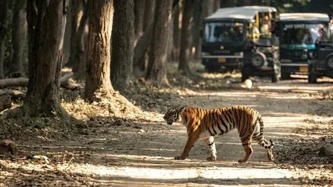 Jim Corbett Wilderness Corporate Offsite