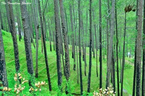 Kausani Himalayan View Uttarakhand