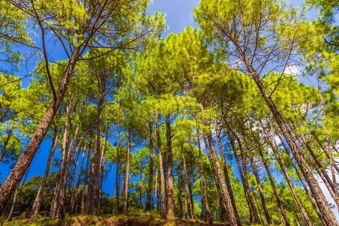 Panoramic Himalayan Views from Kausani