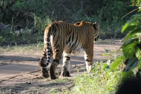 Bengal Tiger Jim Corbett