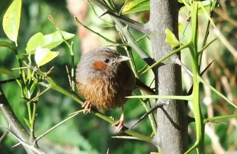 Bird Watching Binsar