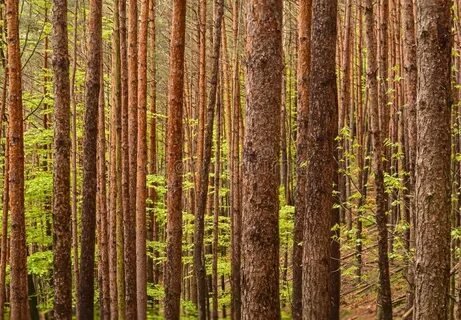 Dense Pine Forests