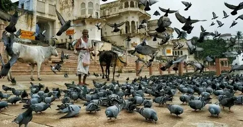 Rajasthan Pilgrimage - The Holiday Trips