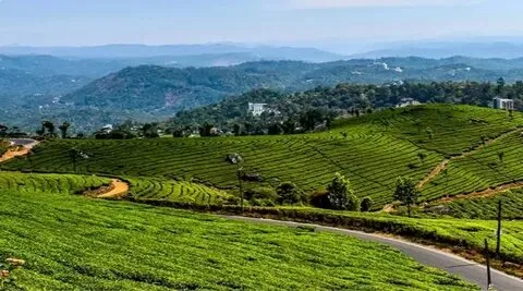 Kerala Hill Station & Wildlife Safari Tour