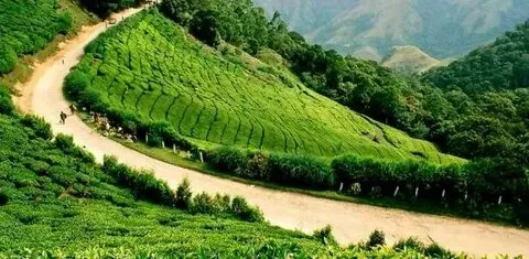 Munnar & Thekkady Nature Tour