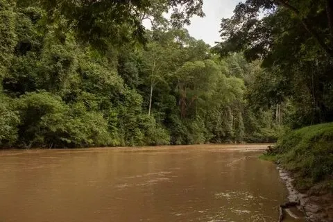 Lush Rainforest In Malaysia