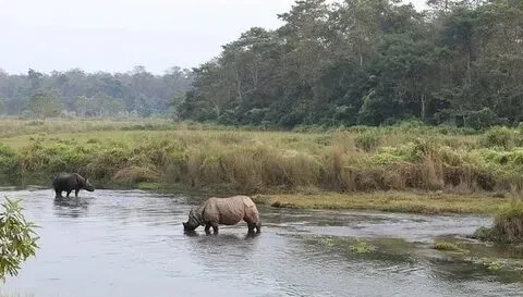 Rhino Safari Chitwan National Park