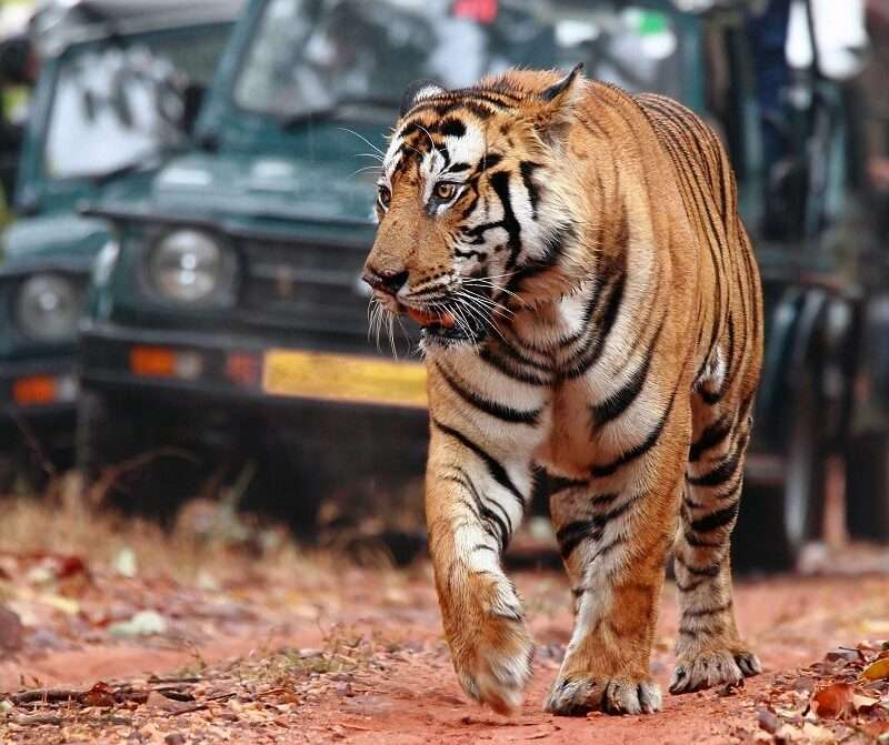 ranthambore